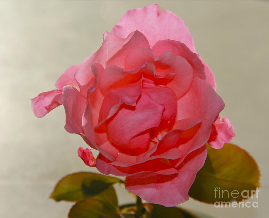 Fragile Pink Rose Photograph by Joan McArthur