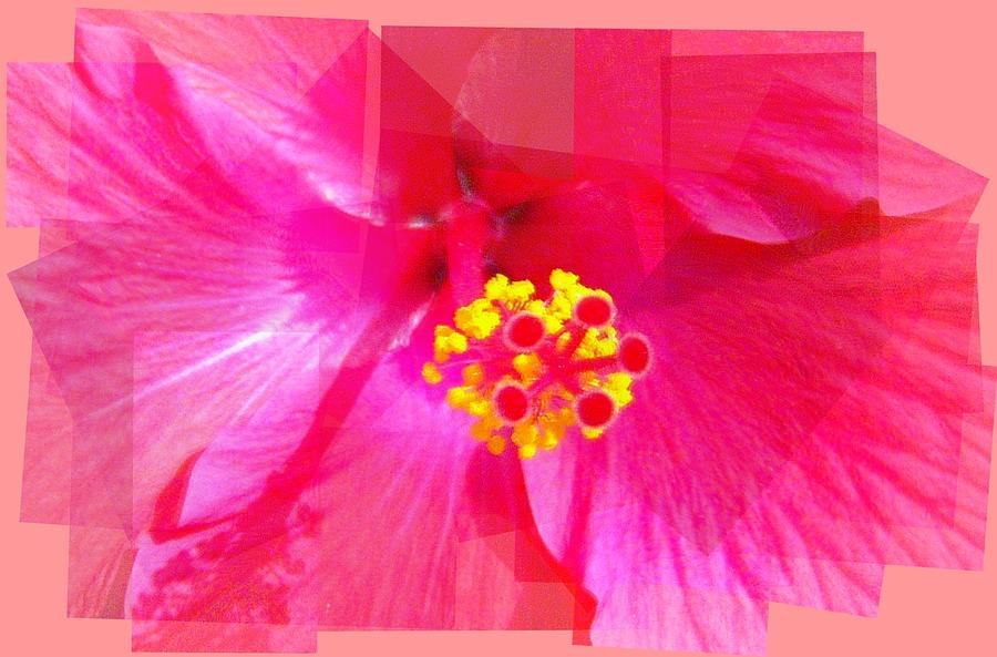 Fragmented Hibiscus Flower Photograph by Megan Ford-Miller