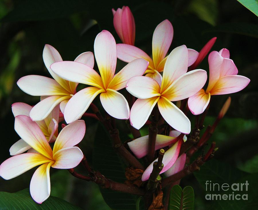 Fragrant Frangipani Photograph by Michele Penner