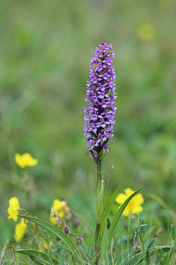 Fragrant Orchid (gymnadenia Conopsea) Photograph by Duncan Shaw - Fine ...