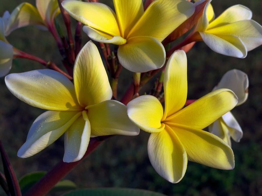 Fragrant Plumeria Flowers Photograph by Sally Weigand