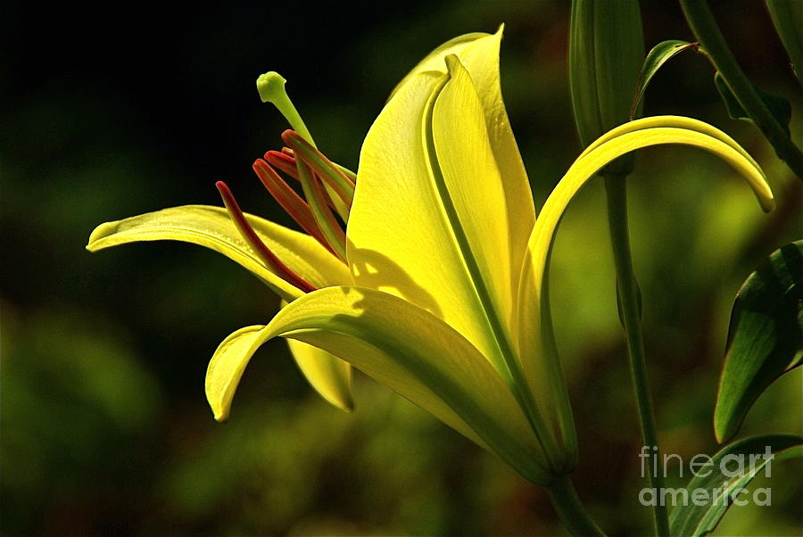 Fragrant Yellow Lily Photograph by Byron Varvarigos