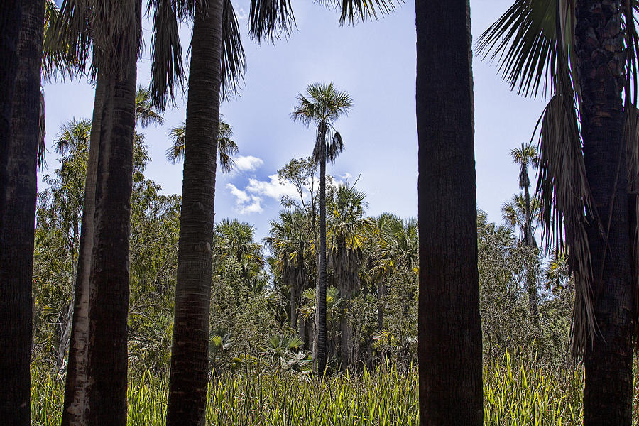 Frame of Palms Photograph by Douglas Barnard