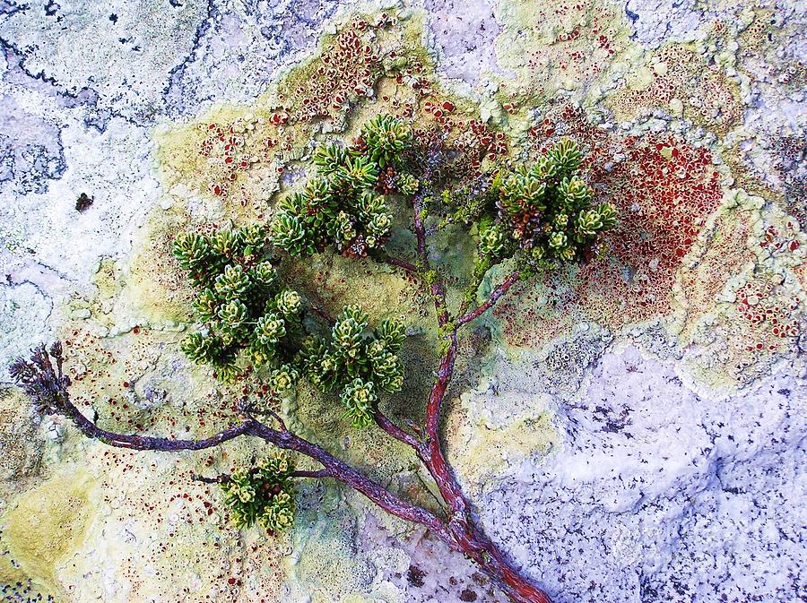 Framed by Lichen Photograph by Michele Penner