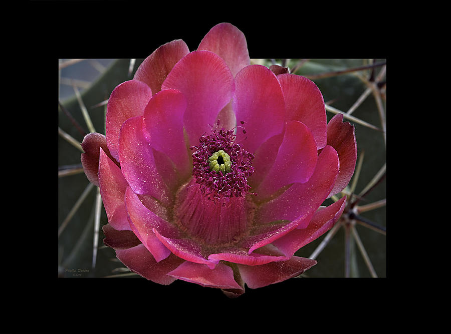 Framed Fuchsia Cactus Flower Photograph by Phyllis Denton
