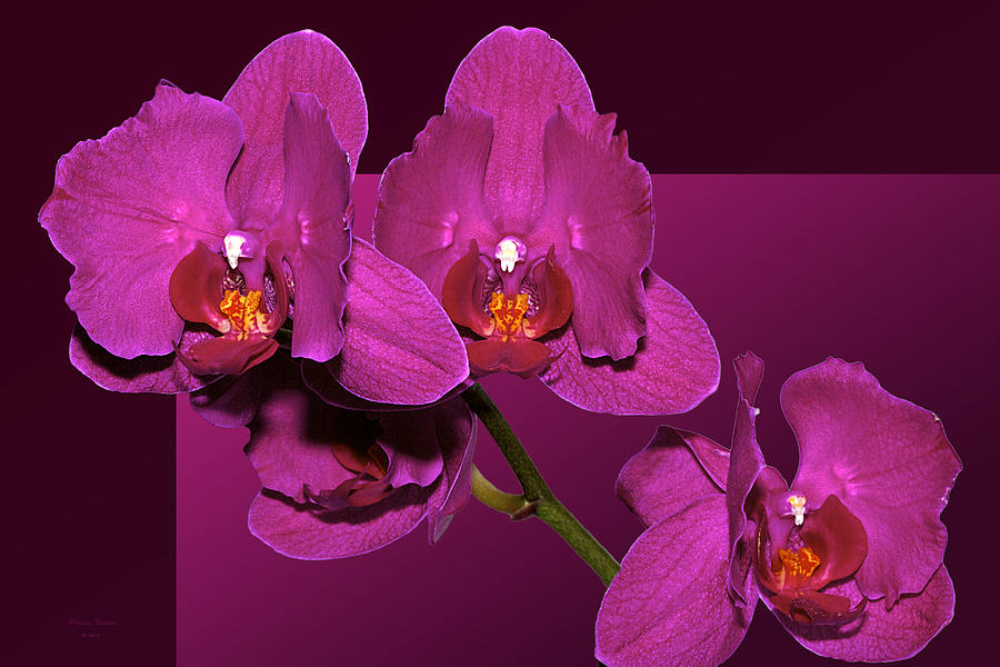 Framed Orchids Photograph by Phyllis Denton