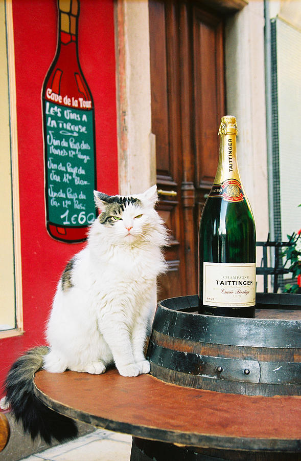 Champagne Cat Photograph by Claude Taylor