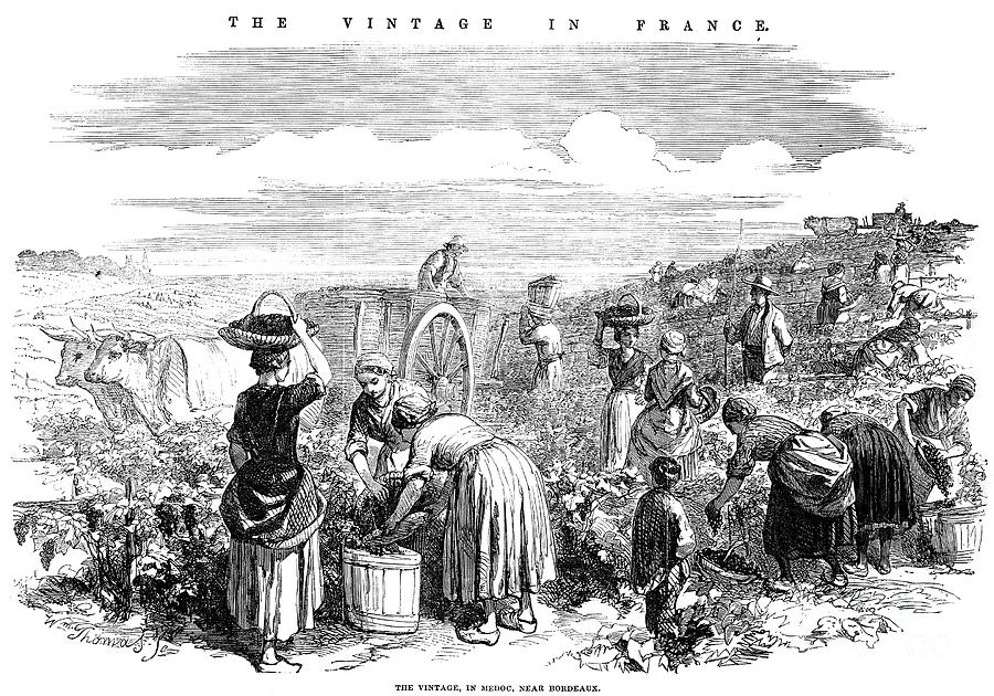 France: Grape Harvest, 1854 Photograph by Granger