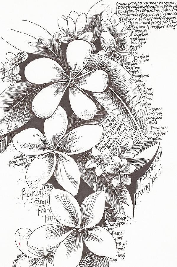 Frangipani Flowers Drawing by Pat Barker  Pixels