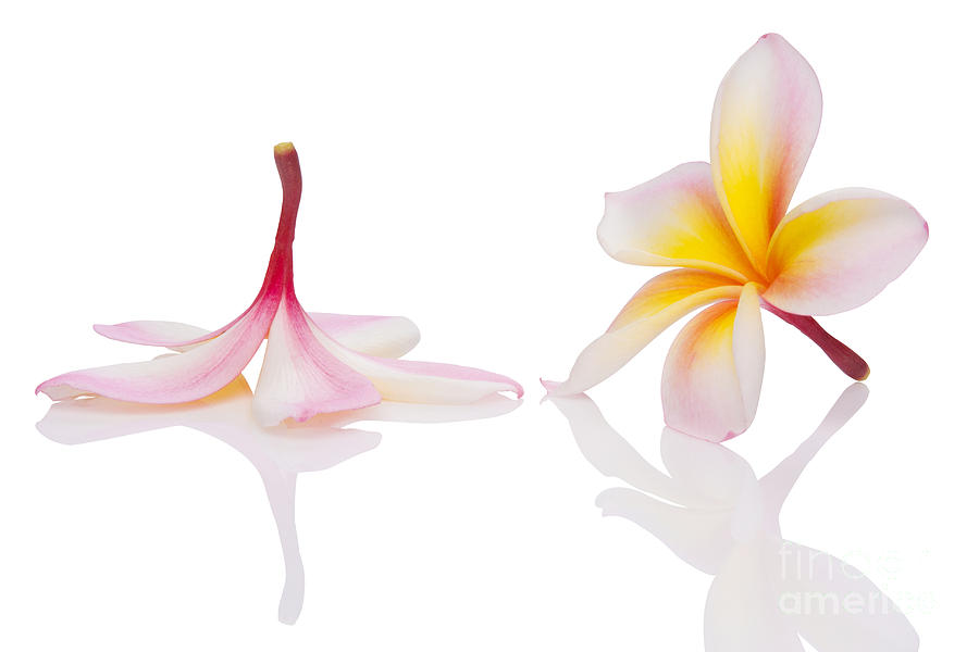 Aloha Photograph - Frangipani Or Leelawadee by Atiketta Sangasaeng Aloha Photograph - Frangipani Or Leelawadee by Atiketta Sangasaeng