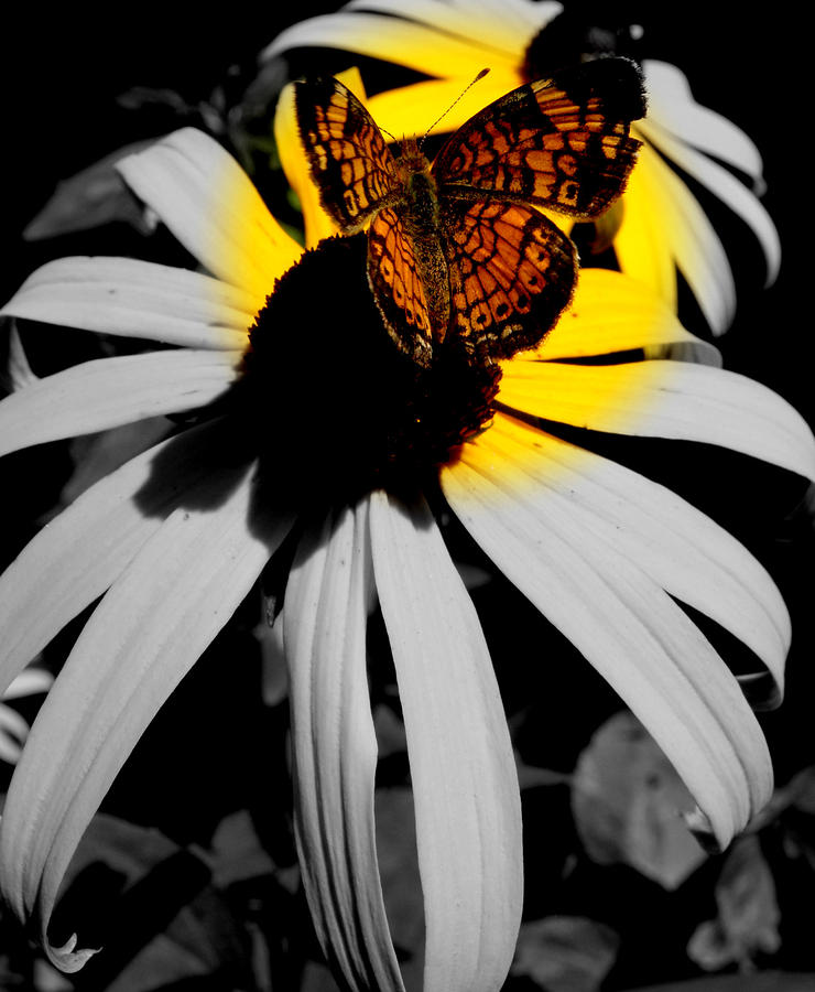 Frantilly Butterfly in focal blk and white Photograph by Kim Galluzzo Wozniak