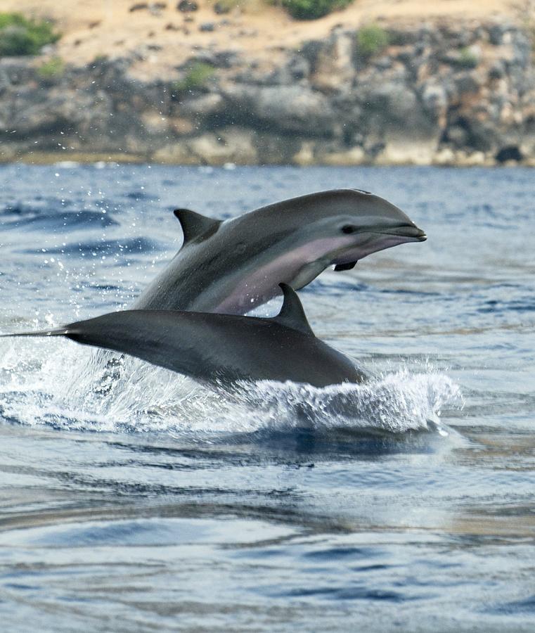 Fraser's Dolphins Photograph by Louise Murray - Fine Art America