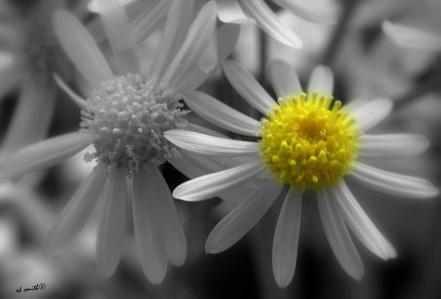 Fraternal Flowers Photograph by Edward Smith