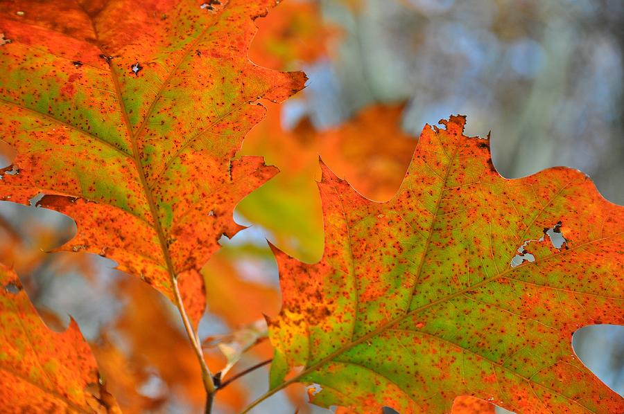 Fall Photograph - Freckled by JAMART Photography