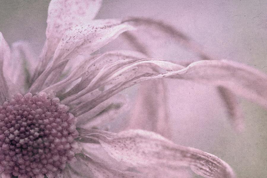 Flowers Still Life Photograph - Freckles by Christine Annas