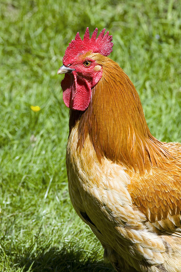 Free-range Cockerel Photograph by Paul Rapson - Fine Art America