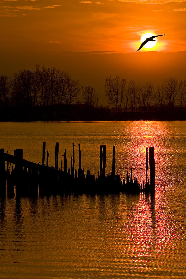 Sunset Photograph - Freebird by Jeramie Curtice