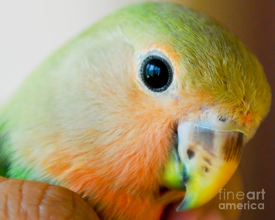 Lovebird Photograph - Freedom In The Eyes by Syed Aqueel