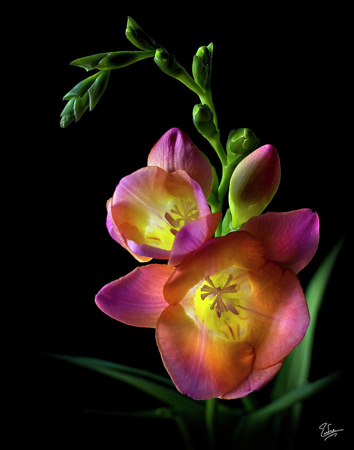 Freesia Photograph by Endre Balogh