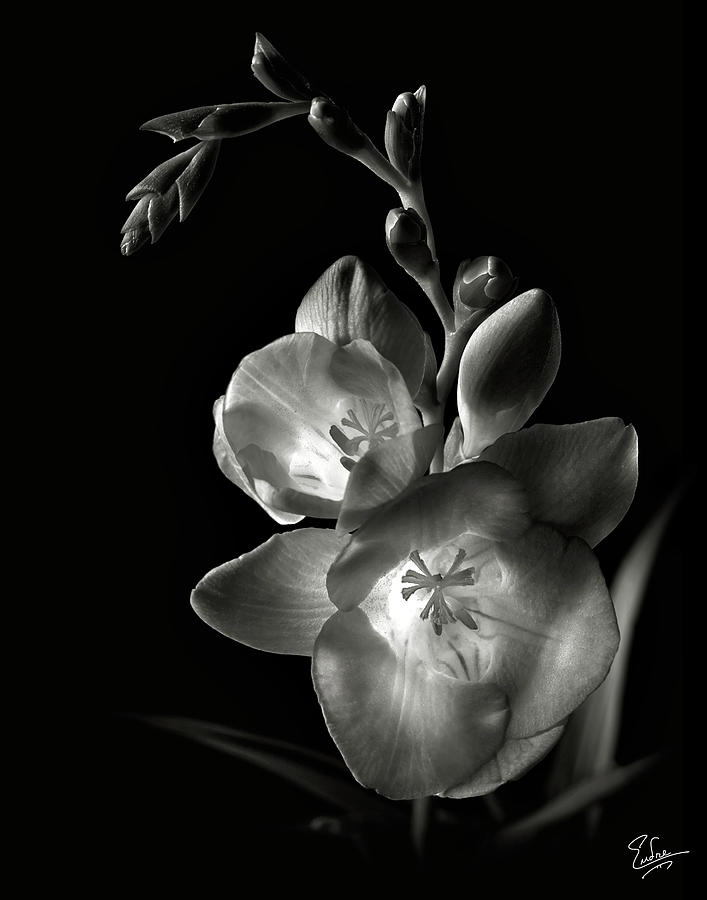 Freesia in Black and White Photograph by Endre Balogh