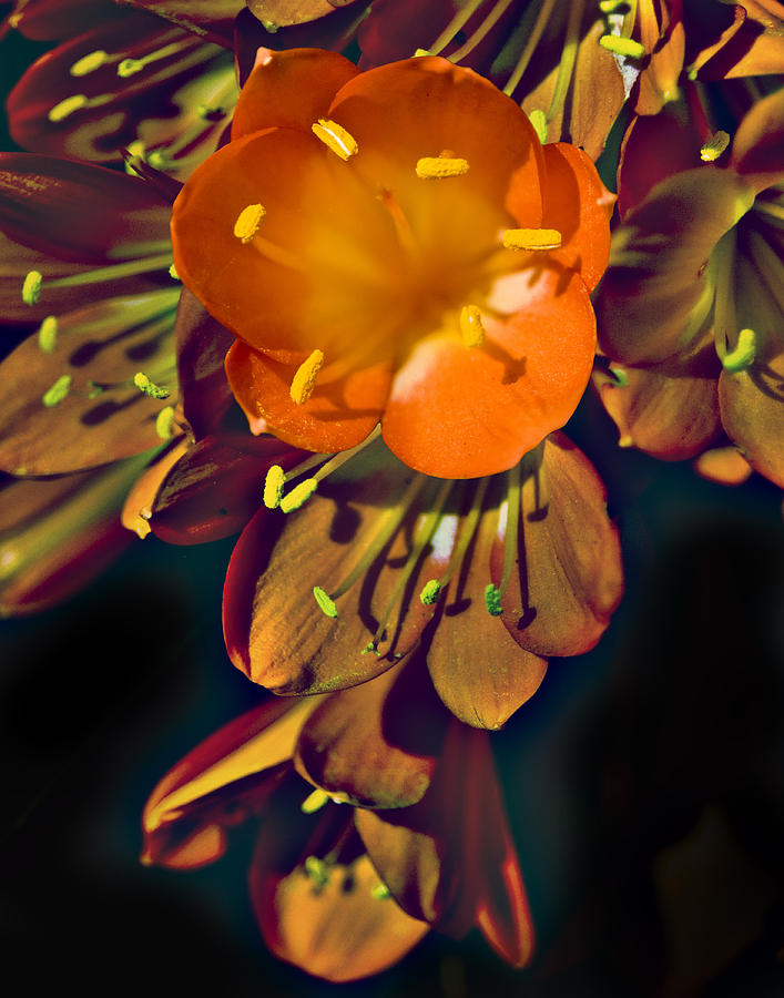 Freesia in Color Photograph by Rob Outwater - Fine Art America