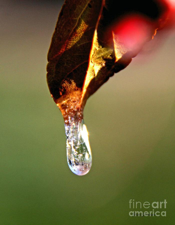 Freeze droplet Photograph by Yumi Johnson
