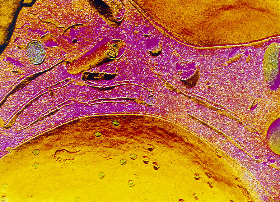 Nuclear Pore Photograph - Freeze Fracture Micrograph Of Cell Nucleus by Prof S. Cinti
