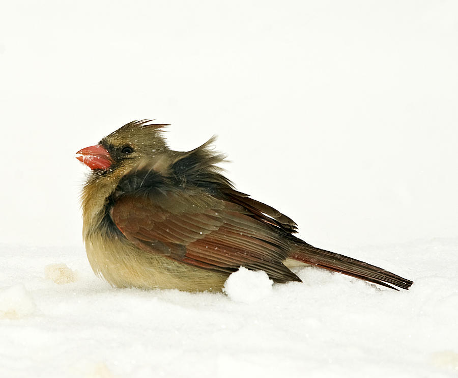 Freezing Cardinal Photograph by Trudy Wilkerson
