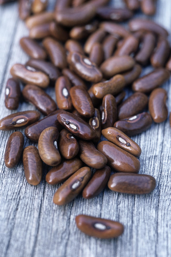 French Bean Seeds Photograph by Maxine Adcock Pixels