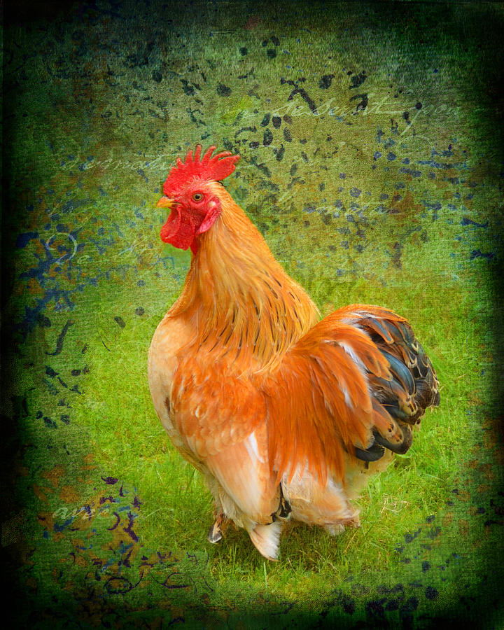 Rooster Photograph - French Country Rooster by Carla Parris