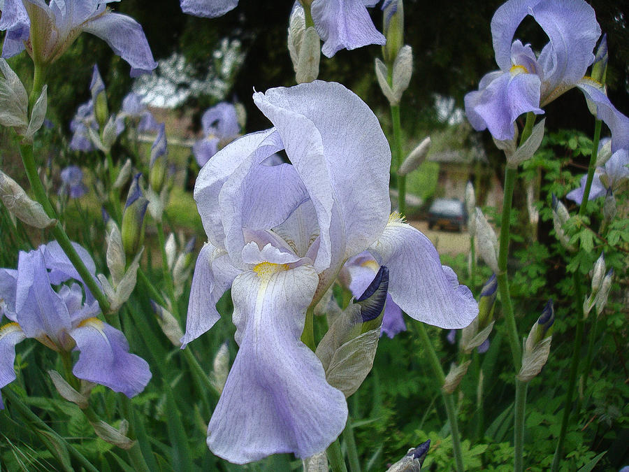 French Flower Photograph by Trevor Rasmussen Fine Art America