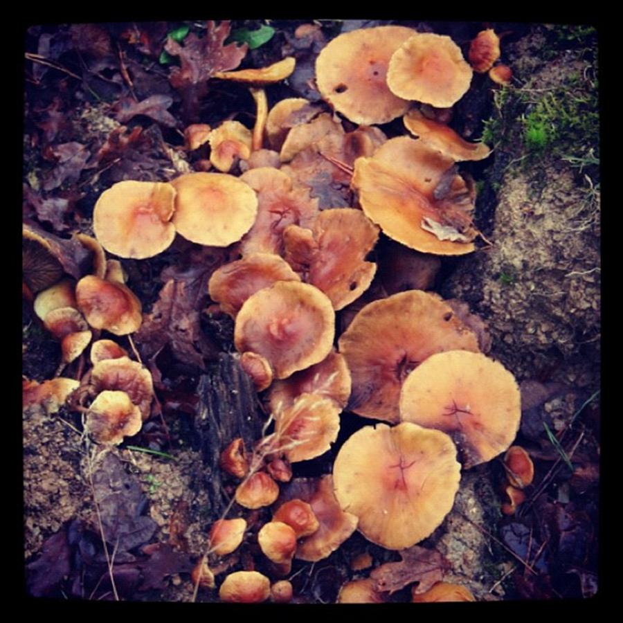 French Fungi Photograph by Chris Jones