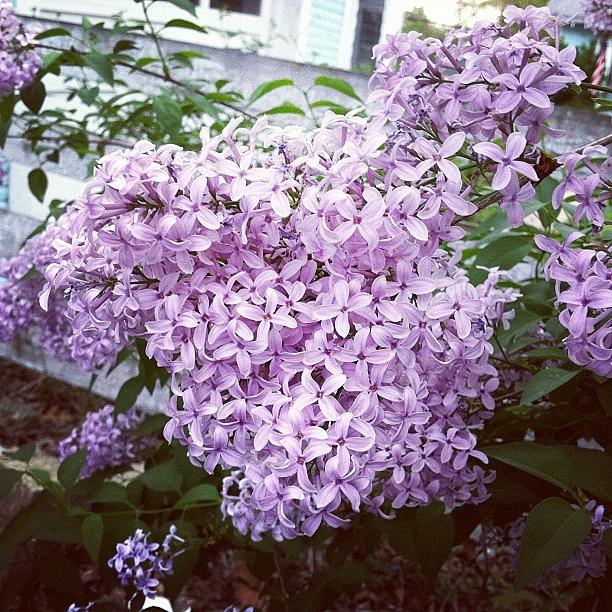 French Lilacs Photograph by Elizabeth McConchie