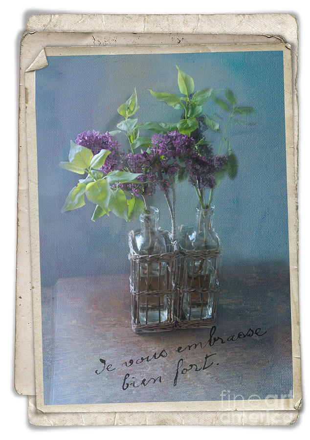 French Lilacs Photograph by Norma Warden