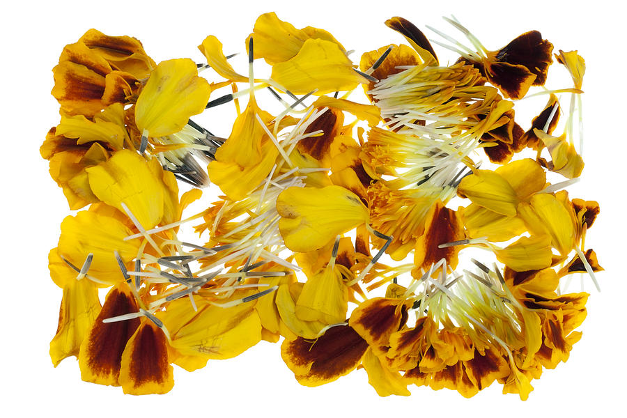 Petals Photograph - French Marigold petals by Aleksandr Volkov Petals Photograph - French Marigold petals by Aleksandr Volkov