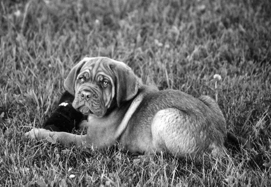 French Mastiff Photograph by Kay Novy