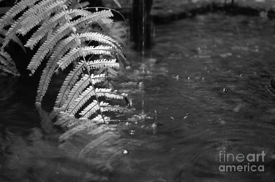 French Quarter Courtyard Fountain Macro New Orleans Black and White Photograph by Shawn OBrien