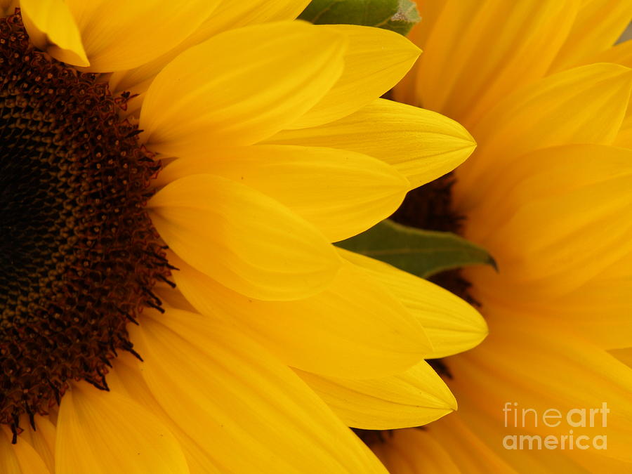French Sunflowers Photograph by Lainie Wrightson