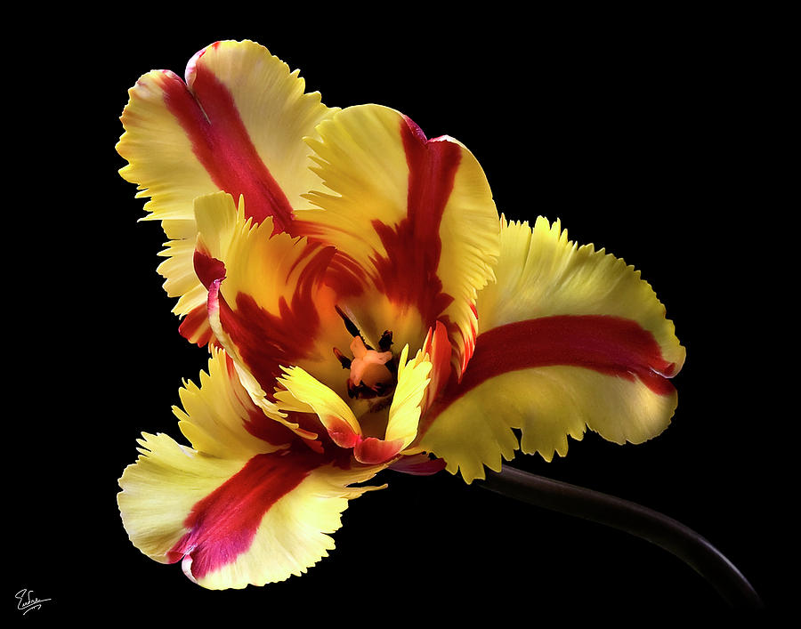 French Tulip Photograph by Endre Balogh