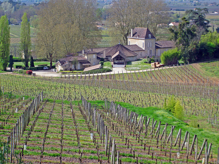 French Vineyard in the spring Photograph by Rod Jones