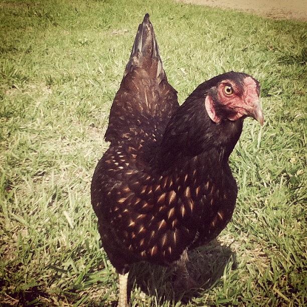 Chicken Photograph - Frenchie. #chicken #birds #pets by Emma Holton