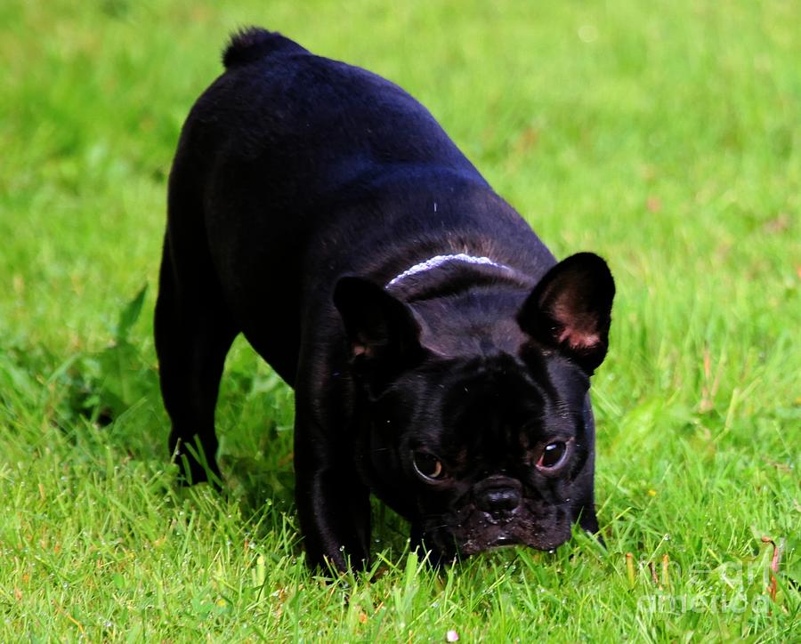 Frenchie Play Time Photograph