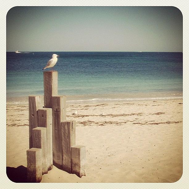 Freo Seagull (earlybird Remix) Photograph by Chris Johnson
