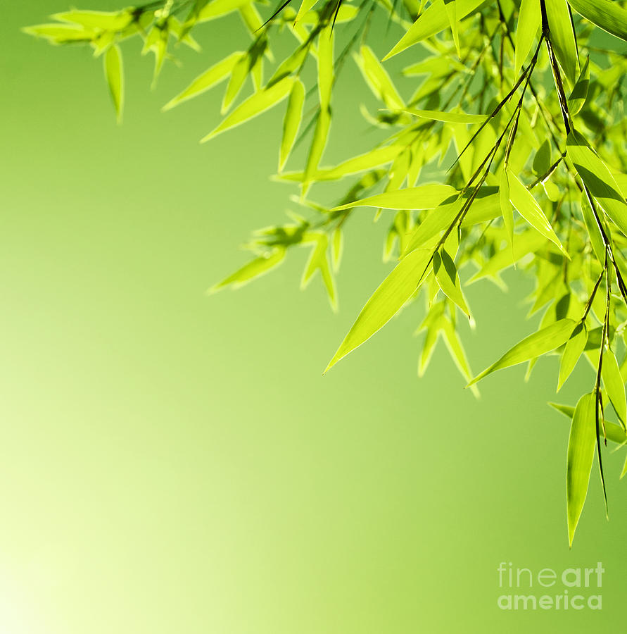 Fresh bamboo leaves border Photograph by Anna Om