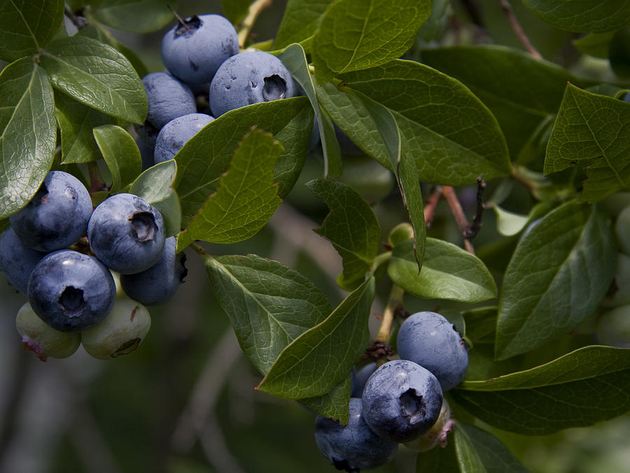 Fresh Blueberries Photograph by Michael Friedman