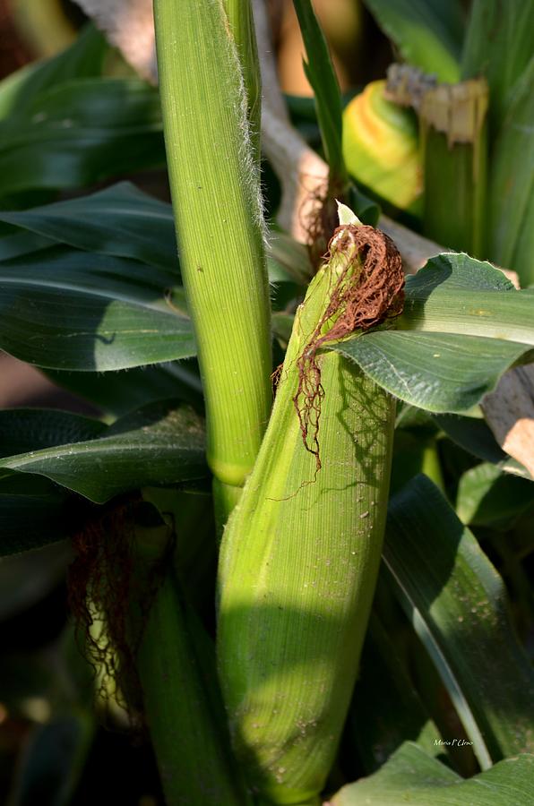 Fresh Corn on the Cob Photograph by Maria Urso