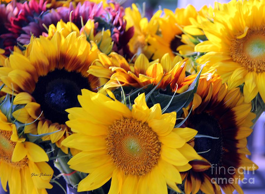 Fresh cut Sunflowers Photograph by Yumi Johnson