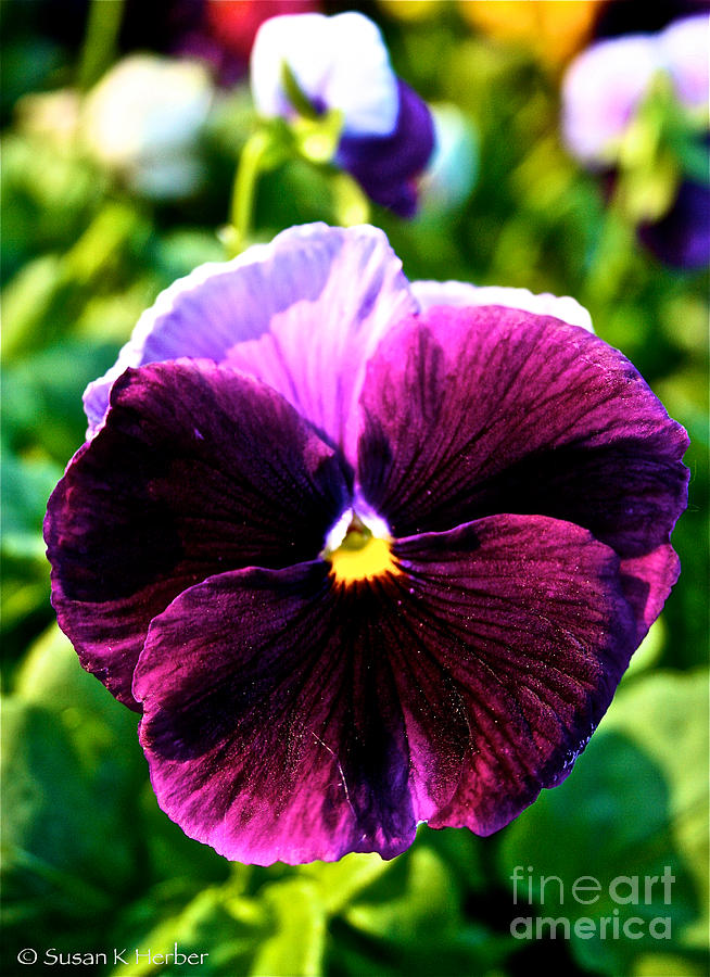 Spring Photograph - Fresh Face Pansy by Susan Herber