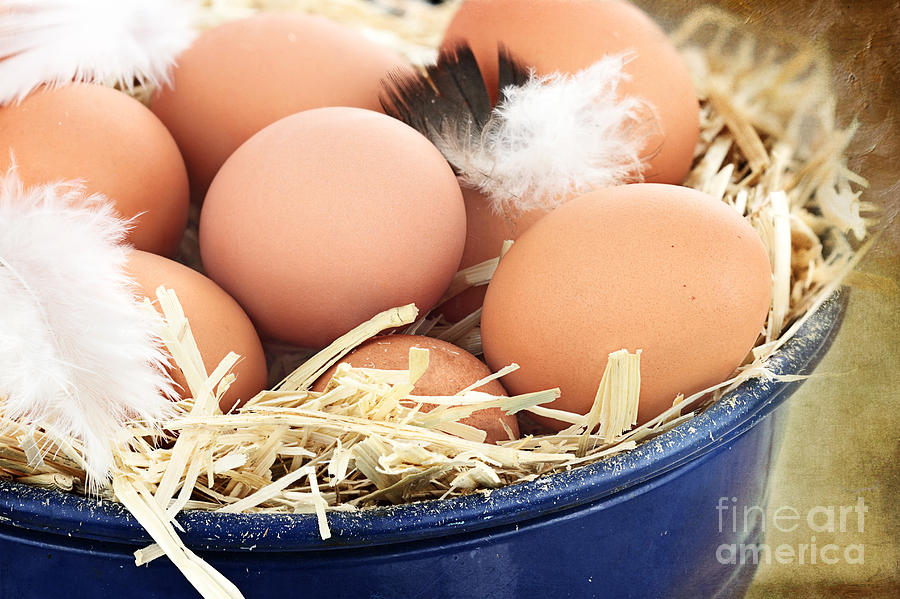 Egg Photograph - Fresh farm eggs by Stephanie Frey
