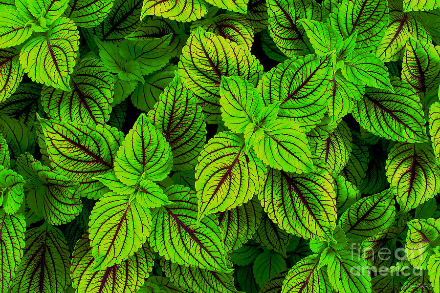 Fresh Green Coleus Garden Photograph by Kathie McCurdy - Pixels